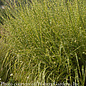 #1 Grass Miscanthus sine Strictus/ Variegated Porcupine