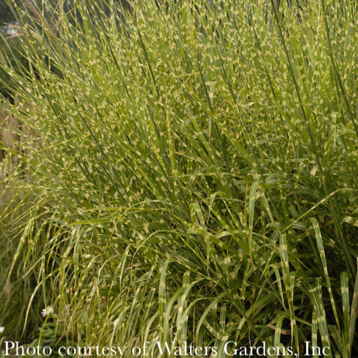 #3 Grass Miscanthus sine Strictus/ Variegated Porcupine