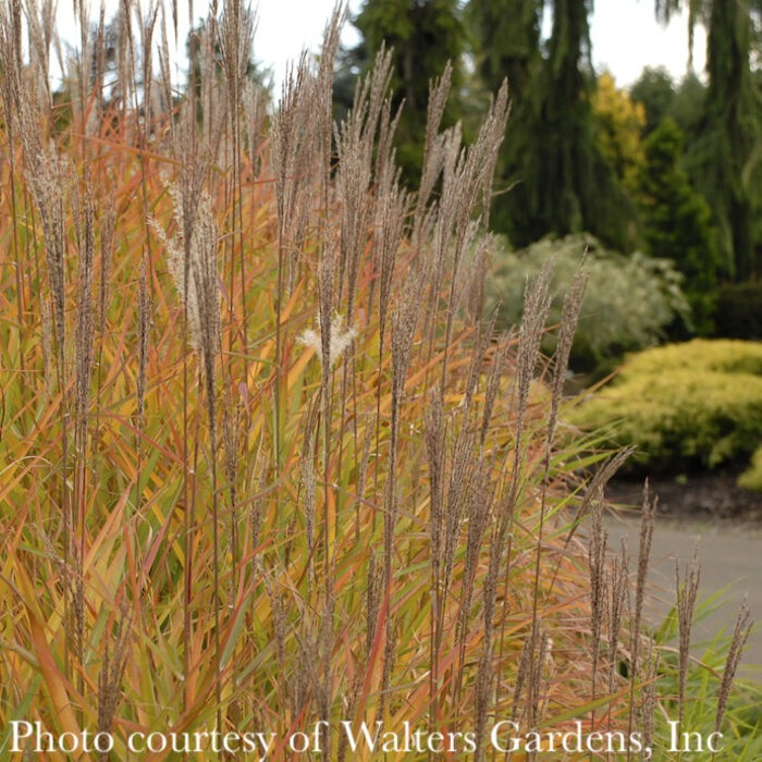 #3 Grass Miscanthus Purpurascens/ Flame