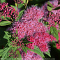 #2 Spiraea japonica Plumtastic/ Purple-pink Flowers