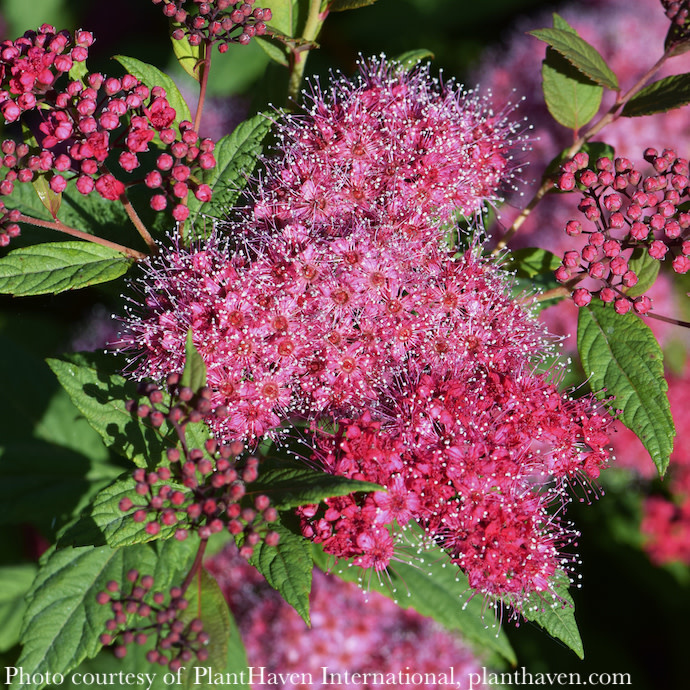 #2 Spiraea japonica Plumtastic/ Purple-pink Flowers