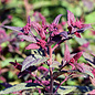 #2 Spiraea japonica Plumtastic/ Purple-pink Flowers