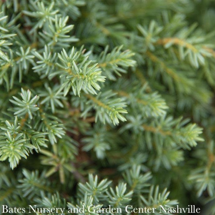 3 Juniperus con Blue Pacific/ Creeping Shore Juniper Bates Nursery