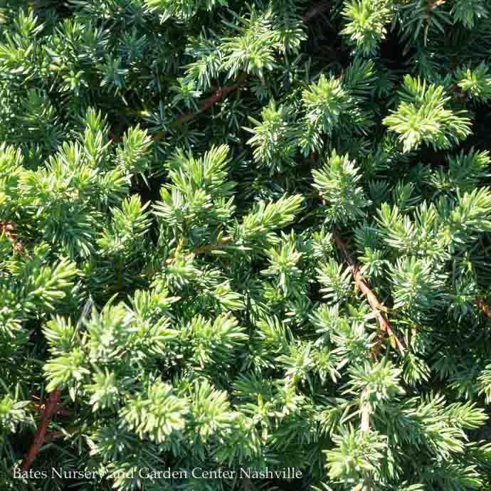 3 Juniperus con Blue Pacific/ Creeping Shore Juniper Bates Nursery