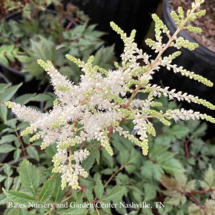 #1 Astilbe japonica Deutschland/ White