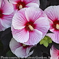 #1 Hibiscus x Starry Starry Night/ Pink and White Dark Leaves Hardy