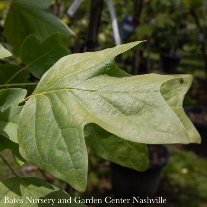 #30 Liriodendron tulipifera / Tulip Poplar  Native (TN)