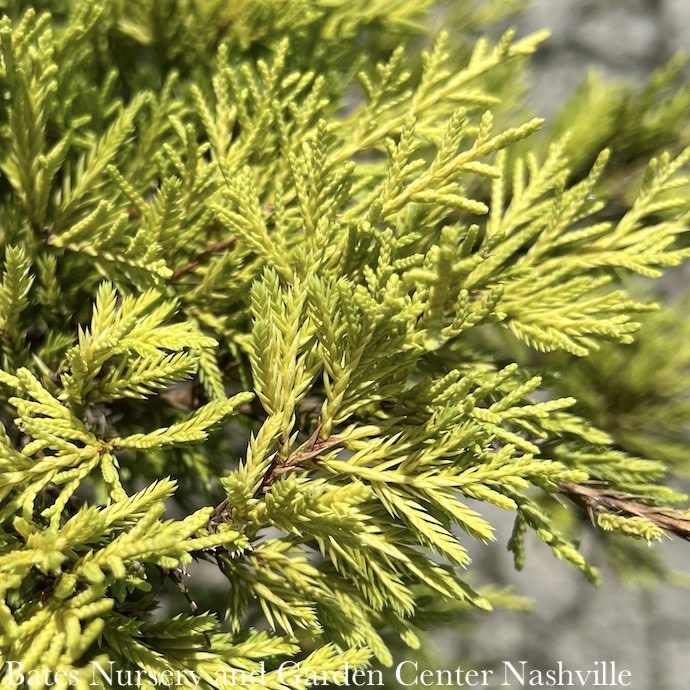 #1 Juniperus chin Saybrook Gold/ Juniper