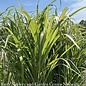 #2 Grass Miscanthus sine Cosmopolitan/ Variegated Silver Maiden