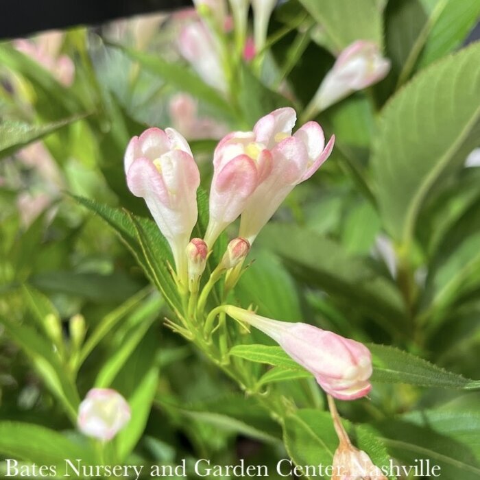 #2 Weigela All Summer Peach/ Compact