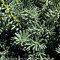 #7 21" Taxus x media Brownii/ Yew