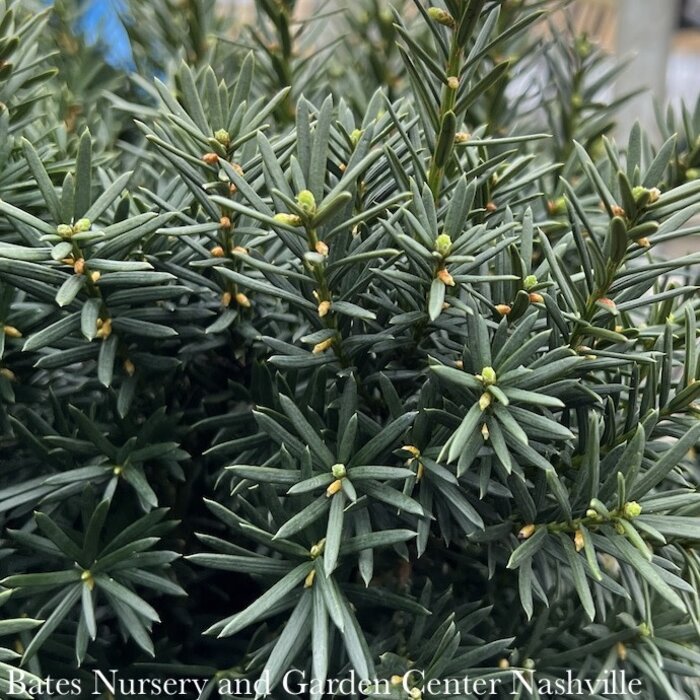 #7 Taxus x media Hicksii/ Upright Yew