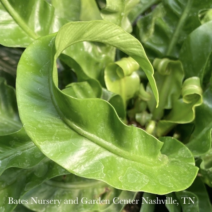 6p! Asplenium Hurricane Fern (aka Twisted Bird's Nest)  /Tropical