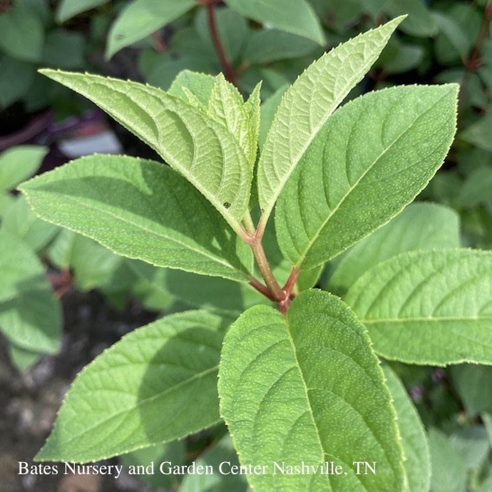 #3 Hydrangea pan Strawberry Sundae/ Compact Panicle White to Rosy-red