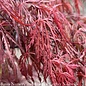 #10 Acer pal var diss Crimson Queen/ Weeping Red Japanese Maple