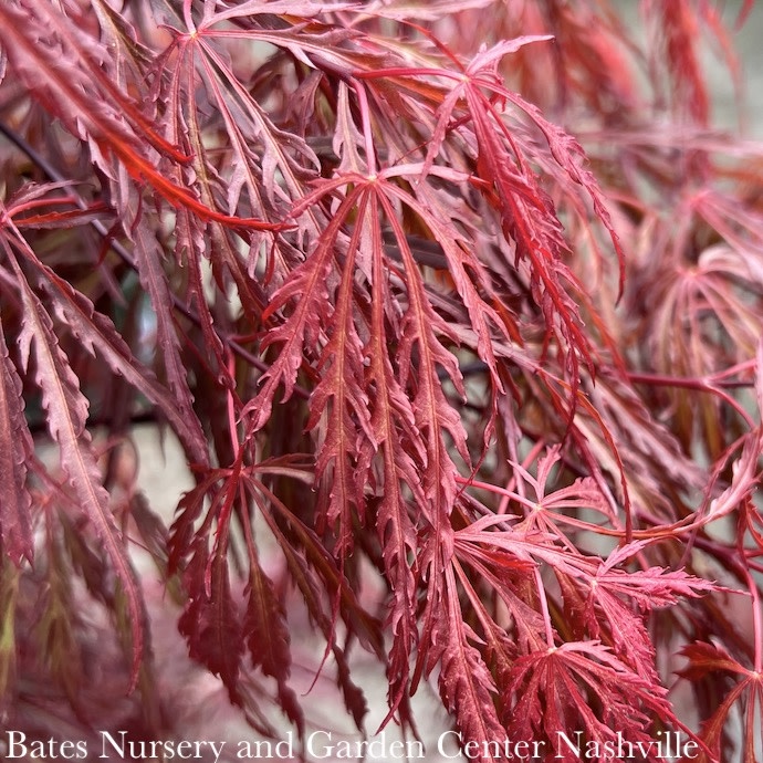 #20 Acer pal var diss Crimson Queen/ Weeping Red Japanese Maple