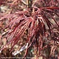 #5 STK Acer pal var diss Crimson Queen/ Weeping Red Japanese Maple