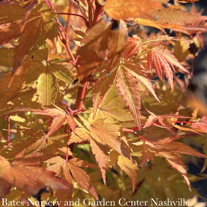 #1 Acer pal Sango Kaku/ Upright Japanese Coral Bark Maple