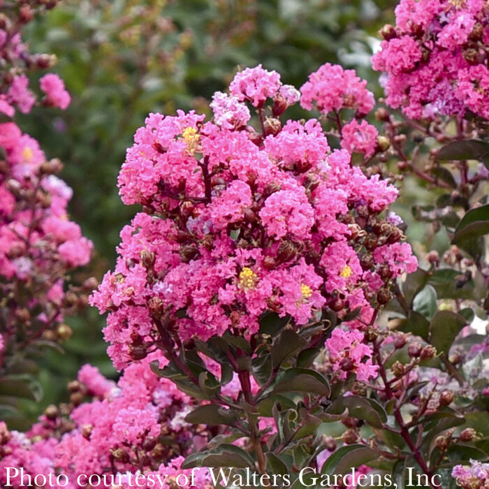 #2 Lagerstroemia Barista 'Dark Roast'/ Dwarf  Pink Crape Myrtle