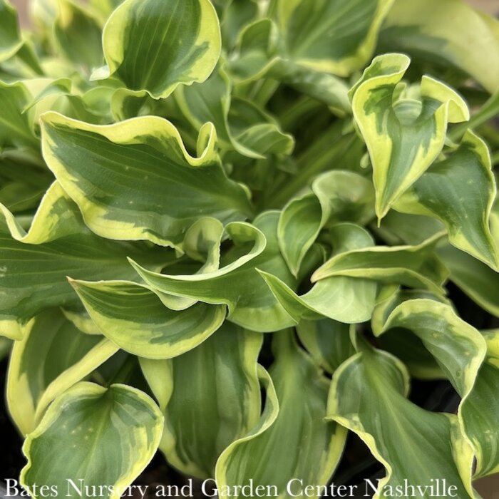 #1 Hosta Wrinkle in Time/ Green w Creamy Yellow