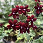 #1 Verbena peruviana Endurascape 'Burgundy'/ Annual Not Hardy