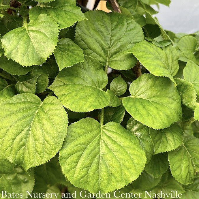 #5 Hydrangea anomala petiolaris/ Climbing