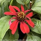 QP Echinacea x Panama Red/ Coneflower