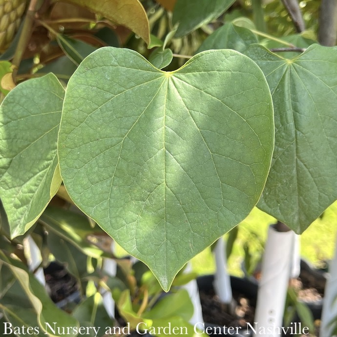 #15 Cercis can Sparkling Wine/ Purple Foliage Redbud Native (TN)