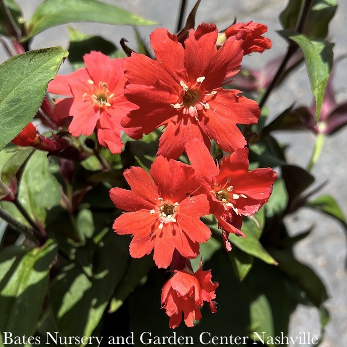 #1 Lychnis sieboldii Lipstick/ Maltese Cross