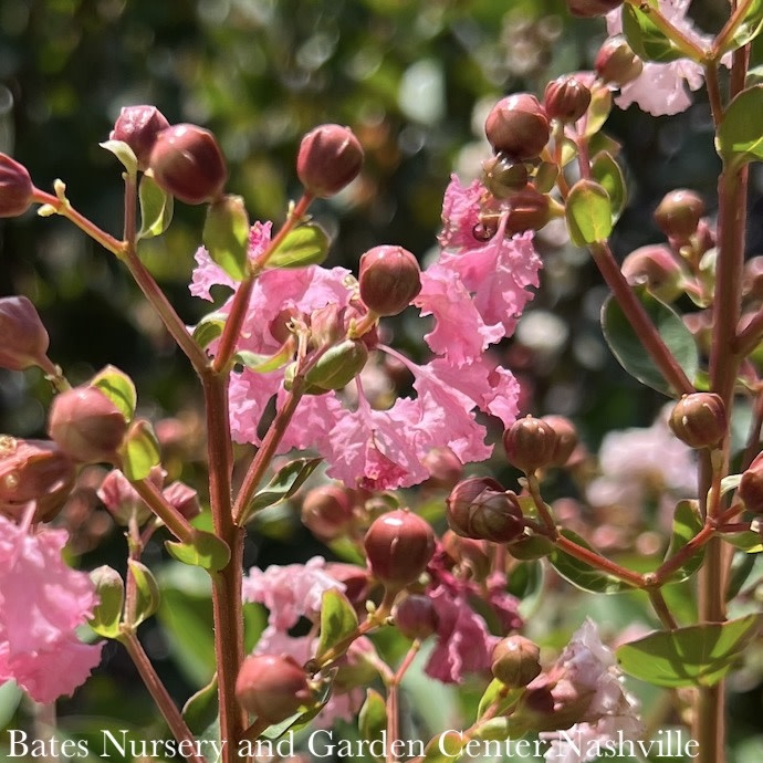 #7 Lagerstroemia x Hopi/ Clear Light Pink Crape Myrtle