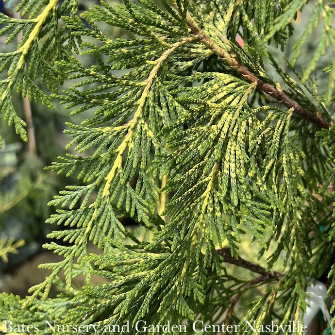 #3 Thuja plicata Lucky Find/ Variegated Arborvitae