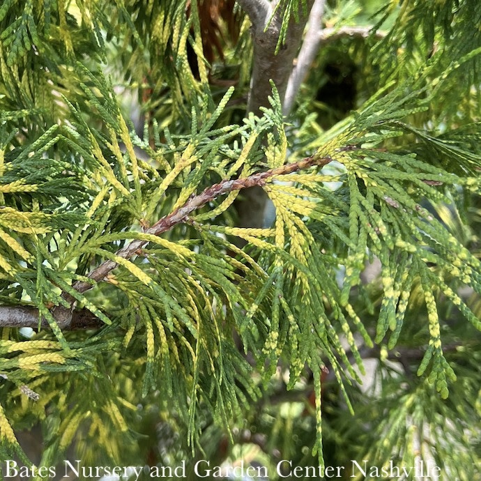 #3 Thuja plicata Lucky Find/ Variegated Arborvitae