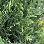 #10 Thuja occ Upstanding 'Emerald'/ Pyramidal Arborvitae