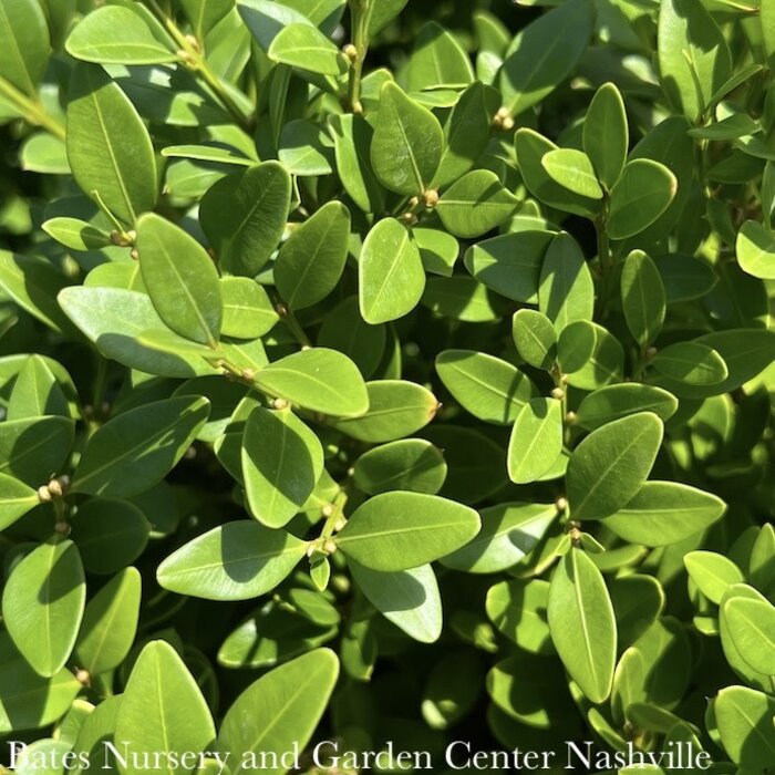 30-36" Buxus x Green Velvet/ Boxwood