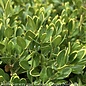 #1 Buxus x Green Velvet/ Boxwood