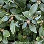 #1 Buxus x Green Velvet/ Boxwood