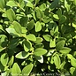 #2 Buxus x Green Velvet/ Boxwood