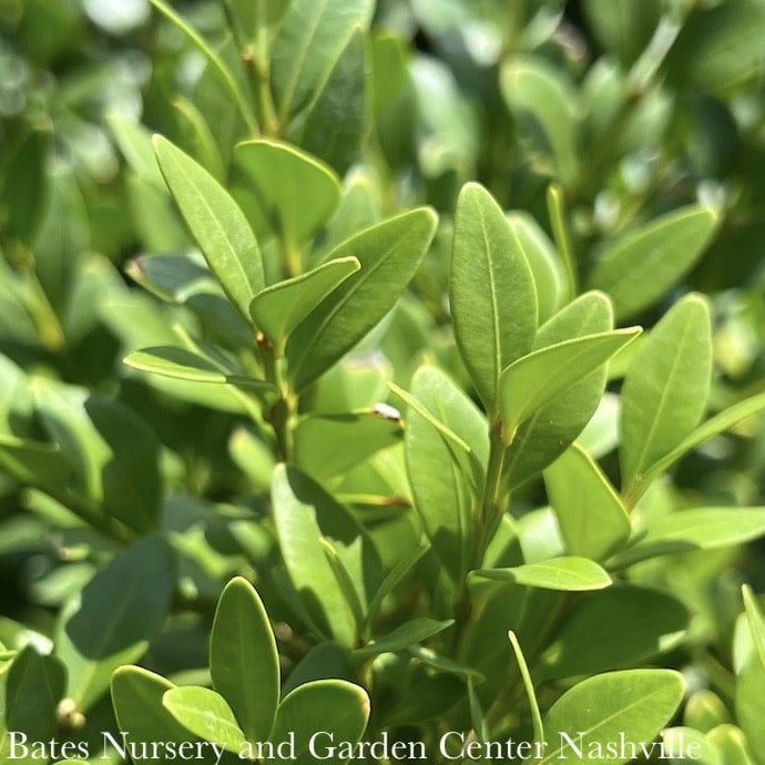 2 Buxus x Green Velvet/Boxwood - Bates Nursery & Garden Center