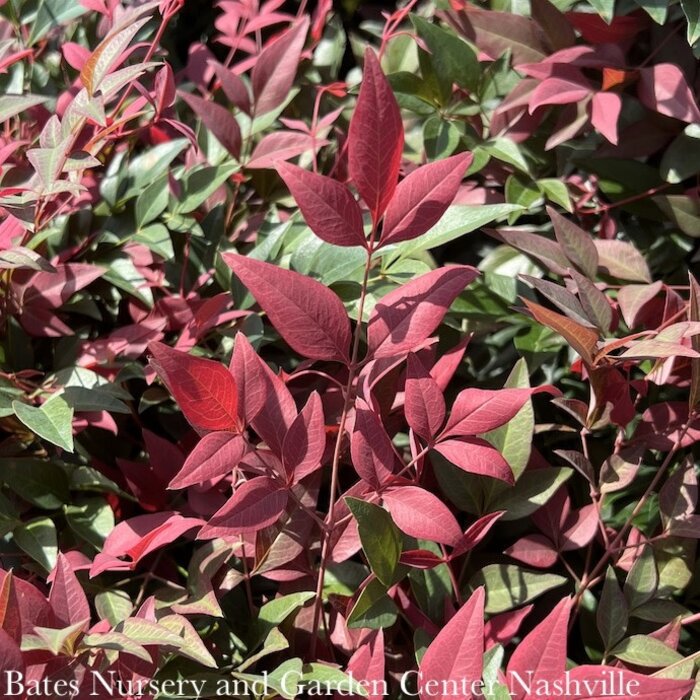 #3 Nandina dom SL Obsession/ Compact Heavenly Bamboo