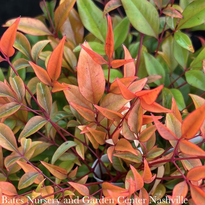 #2 Nandina dom FE Cool Glow 'Peach'/ Heavenly Bamboo