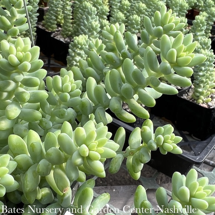 6hb!  Burro's Tail 'Burrito' /Donkey Tail Succulent Hanging Basket/Tropical