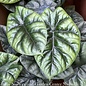 4p! Alocasia Quilted Green /Tropical