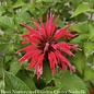 #1 Monarda x AB Gardenview Scarlet/ Red Beebalm