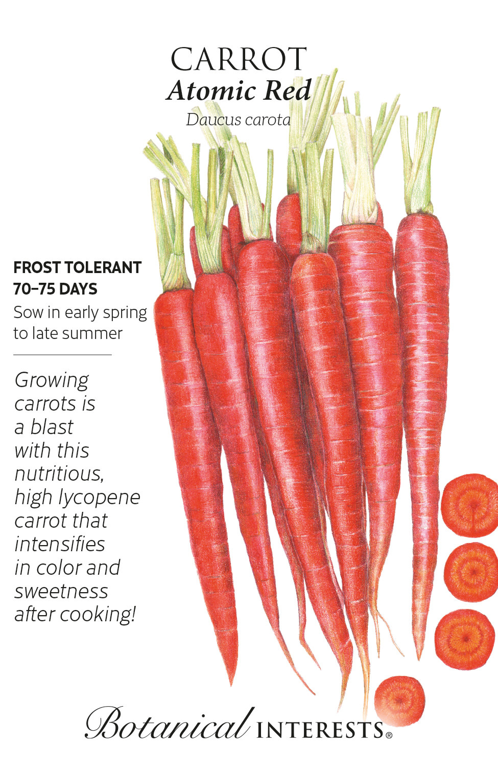 Seed Veg Carrot Atomic Red - Daucus carota