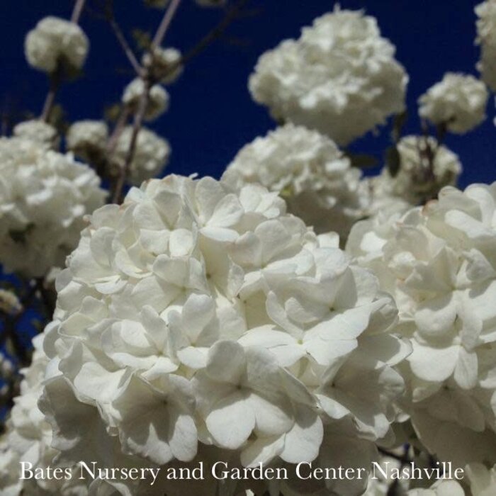 #3 Viburnum macrocephalum/ Chinese Snowball