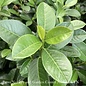 #2 Prunus lauro Volcano/ Cherry Laurel