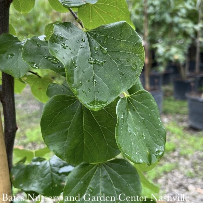 #7 Cercis can var tex Traveller/  Weeping Texas Redbud