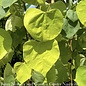 #10 Cercis can Golden Falls/ Gold Weeping Redbud Native (TN)