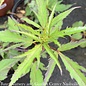 #2 Hibiscus mosc Fireball/ Red Hardy Swamp Rose Mallow Native (TN)