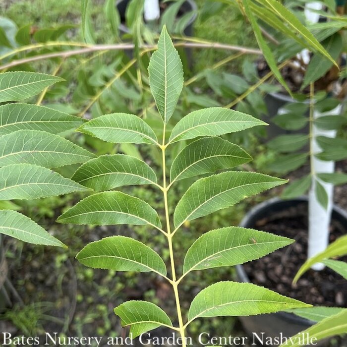 Edible #7 Carya ill Pawnee/ Pecan Native (TN)